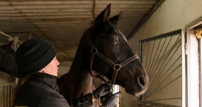 Electroacupuncture shows promise for equine head shaking